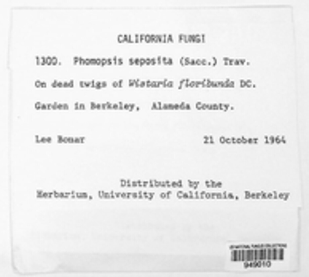 Diaporthe seposita image